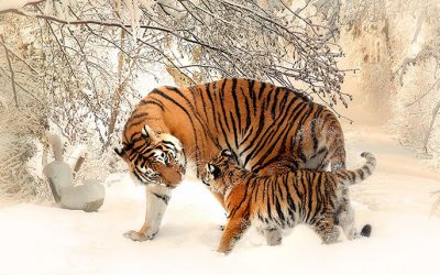 El año del tigre ya ha llegado al hemisferio sur!