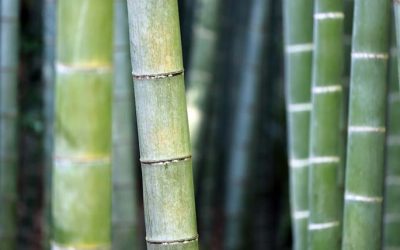 Las 3 dimensiones del Feng Shui, el Blog de Espacios de Ensueños