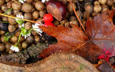 Agradecer a la tierra todo lo que nos da…Feng Shui para reconectarnos…